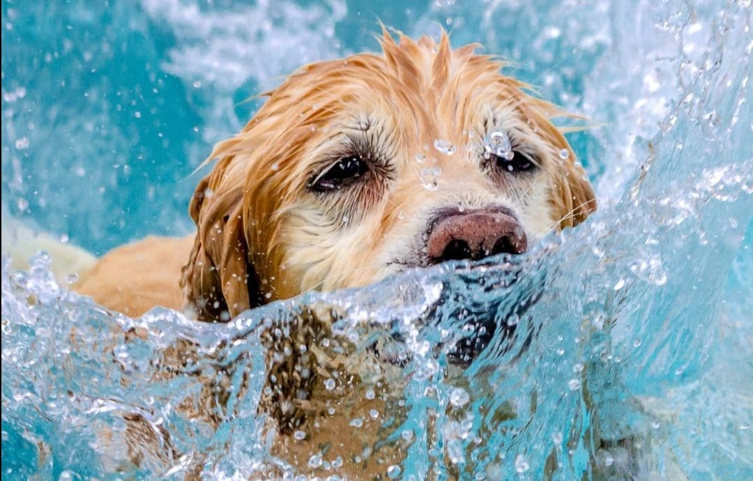 hond zwemmen